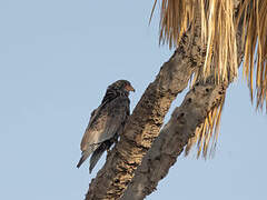 Bateleur des savanes