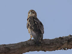 Bateleur