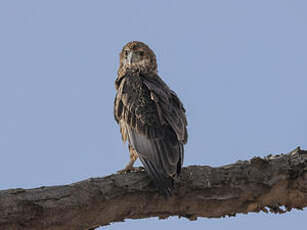 Bateleur des savanes