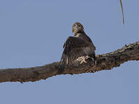 Bateleur des savanes