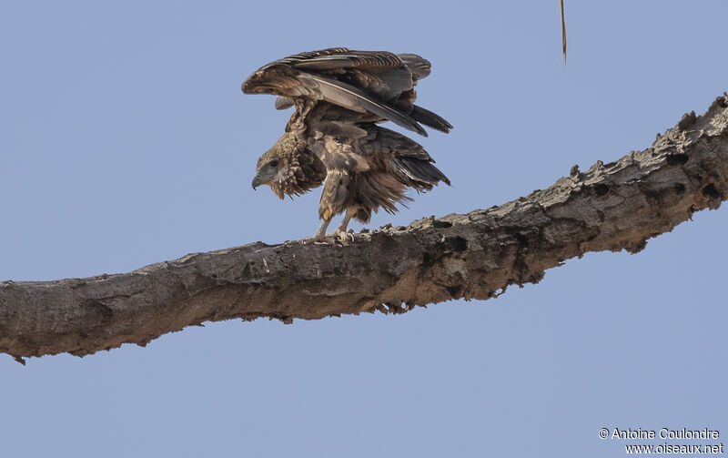 Bateleur des savanesjuvénile