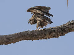 Bateleur