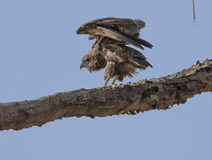 Bateleur des savanes