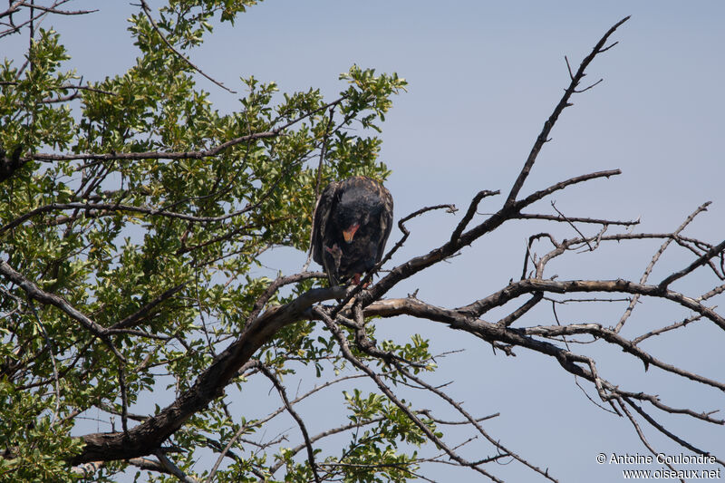 Bateleur des savanesadulte