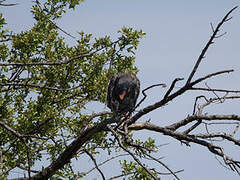 Bateleur des savanes