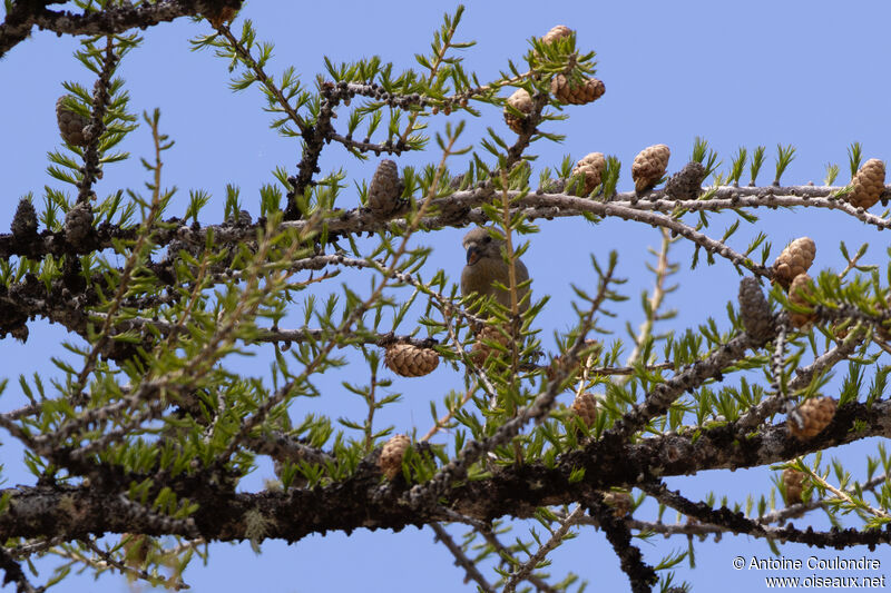 Bec-croisé des sapins femelle adulte nuptial, mange