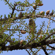 Bec-croisé des sapins