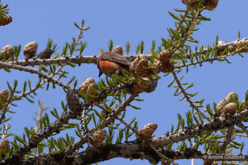 Red Crossbill male adult breeding, eats