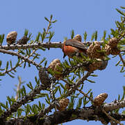 Bec-croisé des sapins