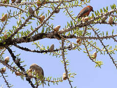 Red Crossbill