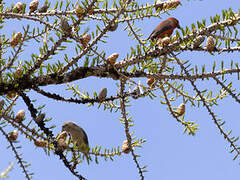 Bec-croisé des sapins