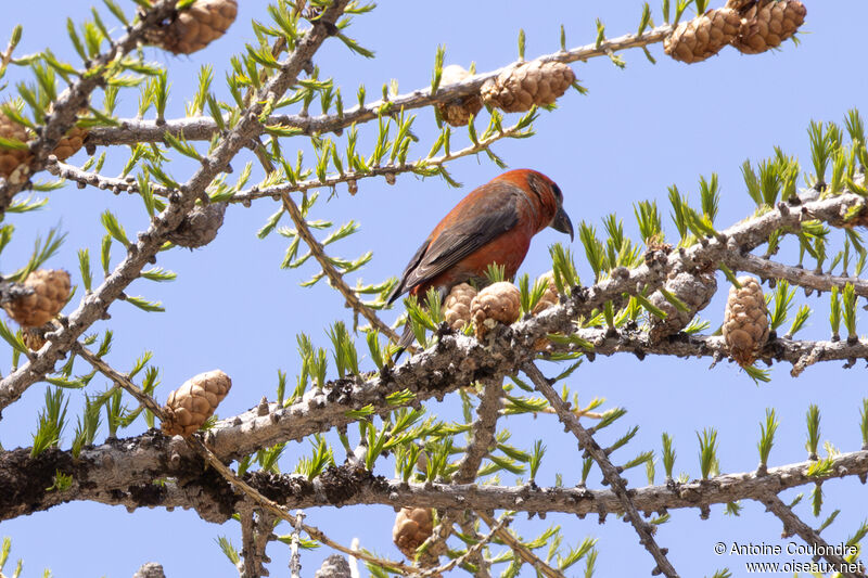 Bec-croisé des sapins mâle adulte nuptial, mange