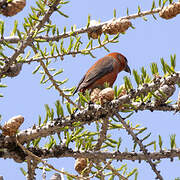 Red Crossbill