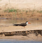 African Skimmer