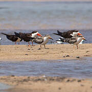 African Skimmer