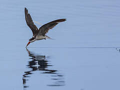 African Skimmer