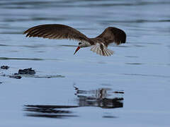 African Skimmer