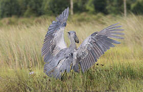 Shoebill