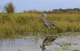 Shoebill