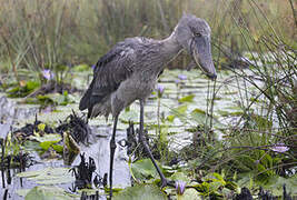 Shoebill