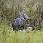 Shoebill