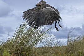 Shoebill