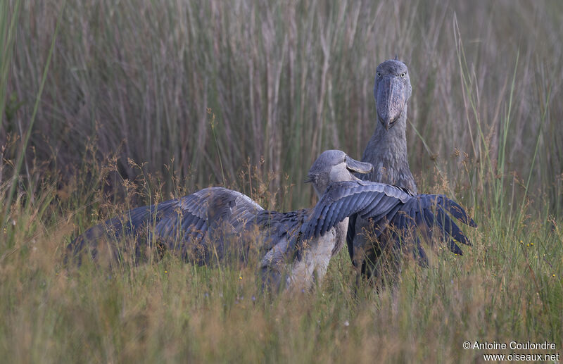 Shoebill