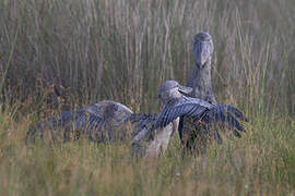 Shoebill