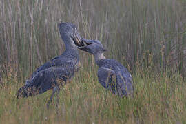 Shoebill