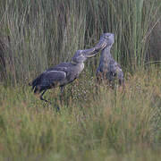 Shoebill