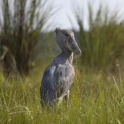 Shoebill