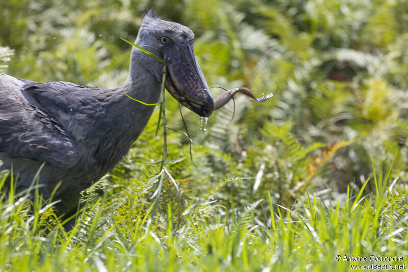 Bec-en-sabot du Niladulte, pêche/chasse