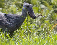 Shoebill