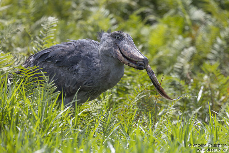 Bec-en-sabot du Niladulte, pêche/chasse