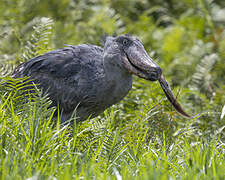 Shoebill