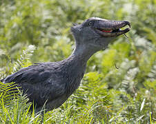 Shoebill