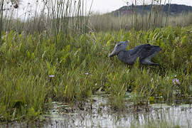 Shoebill