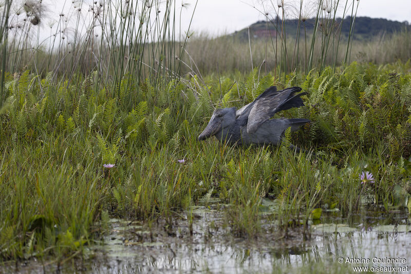 Shoebilladult, fishing/hunting