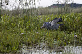 Shoebill