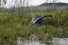 Shoebill