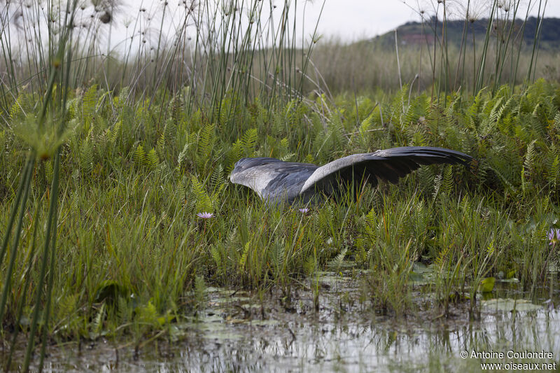 Bec-en-sabot du Niladulte, pêche/chasse