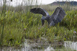 Shoebill