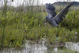 Shoebill