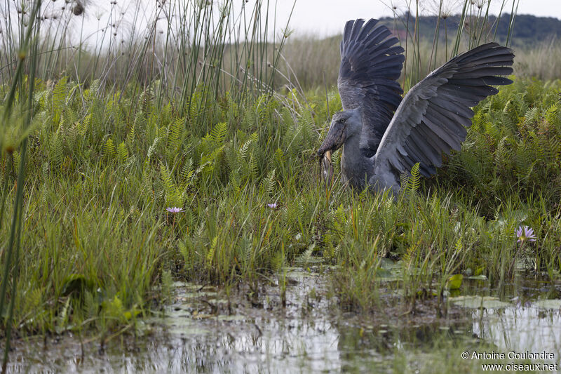 Bec-en-sabot du Niladulte, pêche/chasse