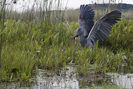 Shoebill