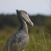 Shoebill