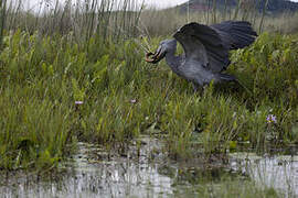 Shoebill