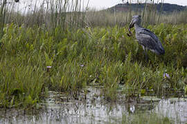 Shoebill