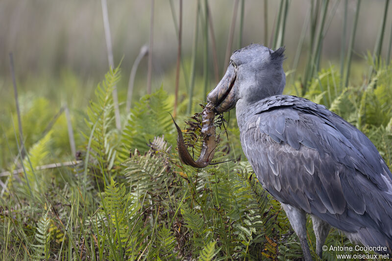 Shoebilladult, fishing/hunting