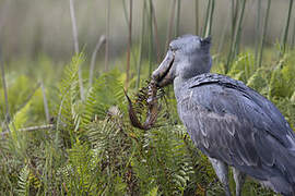 Shoebill